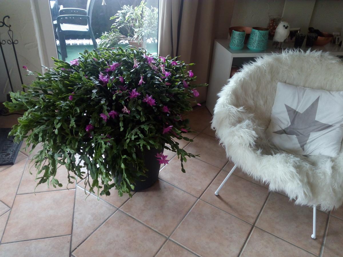 Modautal Landhotel Alte Muehle מראה חיצוני תמונה